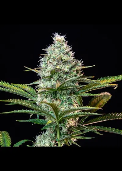 Royal Runtz by Royal Queen Seeds, Photoperiod cannabis strain