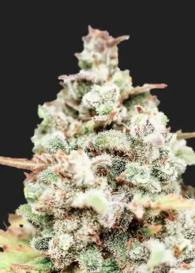 Royal Wedding Cake by President Seeds, Photoperiod cannabis strain