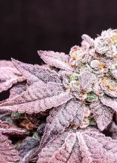 Rozalicious by Relentless Genetics, Photoperiod cannabis strain