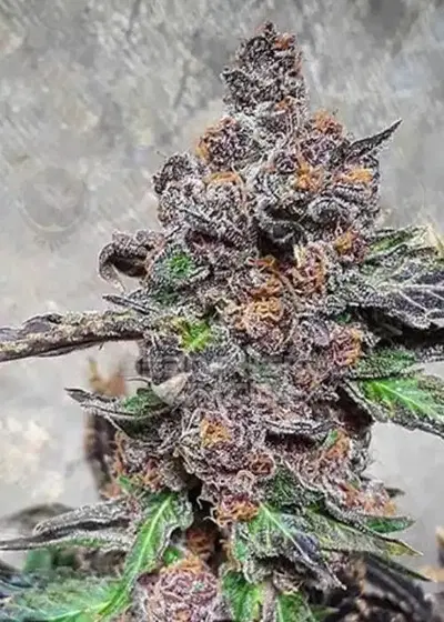 Rozay Breath by Relentless Genetics, Photoperiod cannabis strain