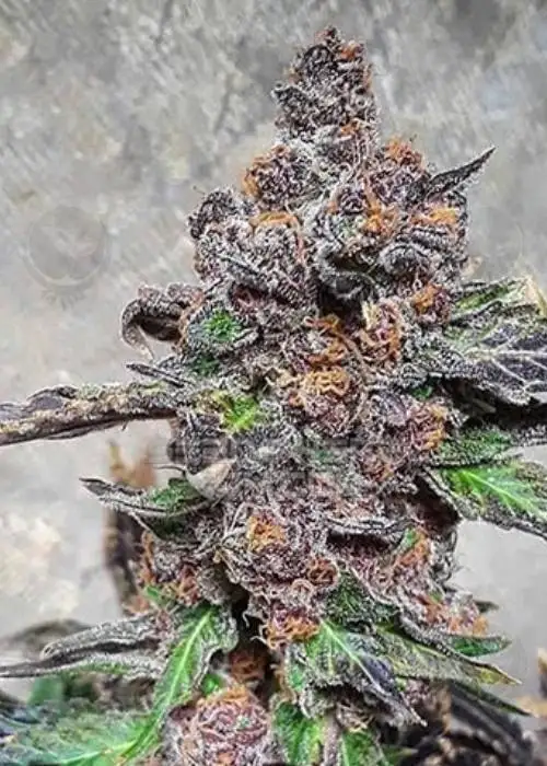 Rozay Breath by Relentless Genetics, Photoperiod cannabis strain