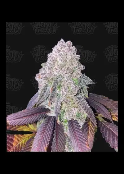 RS-11 by Terp Treez Co., Photoperiod cannabis strain