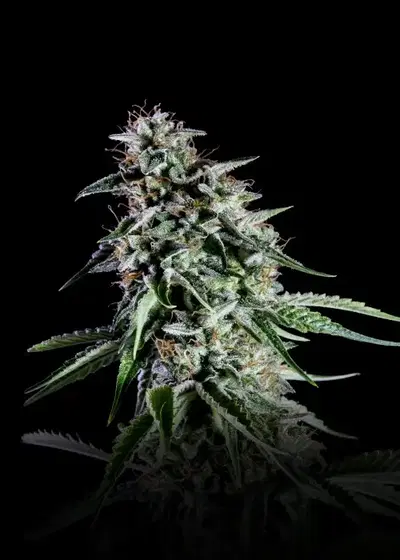RS11 (Rainbow Sherbert #11) by Kannabia Seed Company, Photoperiod cannabis strain