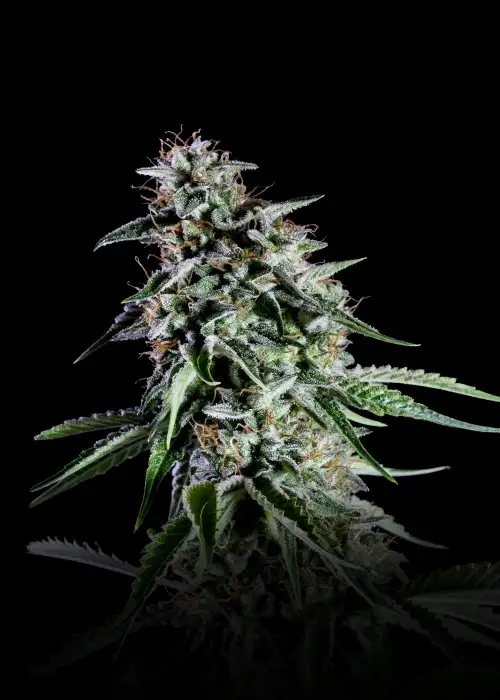 RS11 (Rainbow Sherbert #11) by Kannabia Seed Company, Photoperiod cannabis strain