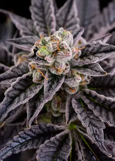 RS11 by Premium Cultivars, Photoperiod cannabis strain