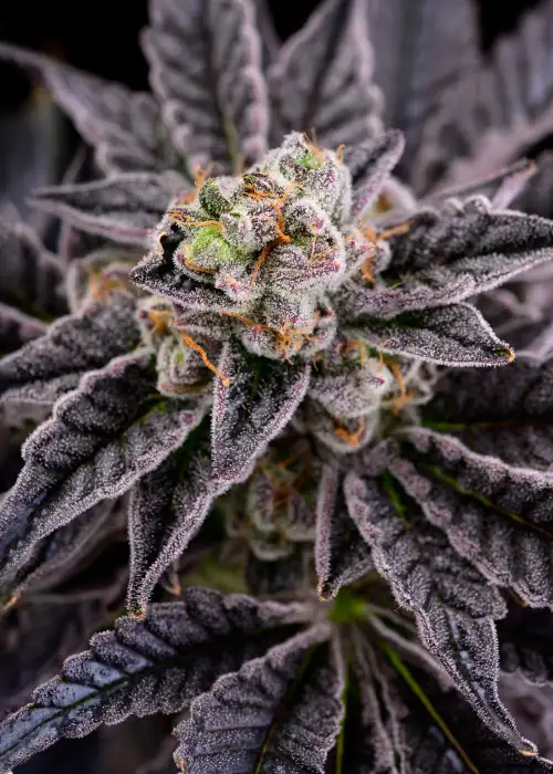 RS11 by Premium Cultivars, Photoperiod cannabis strain