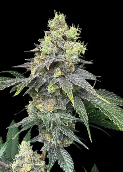 RSV11 by TerpyZ Mutant Genetics, Photoperiod cannabis strain
