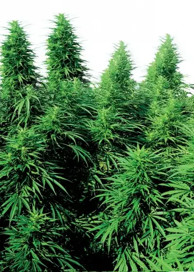 Ruderalis Skunk by The Seed Bank, Photoperiod cannabis strain