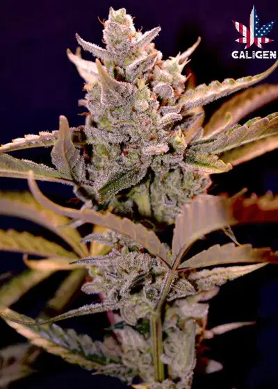 Ruff Rider Auto by Caligen, Autoflower cannabis strain