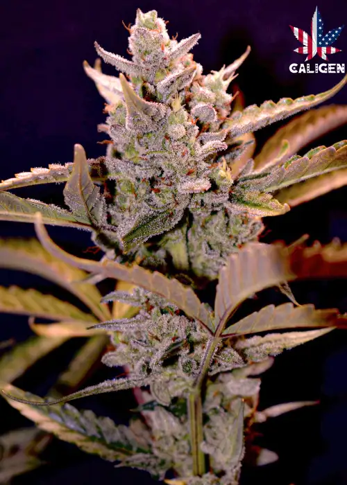 Ruff Rider Auto by Caligen, Autoflower cannabis strain