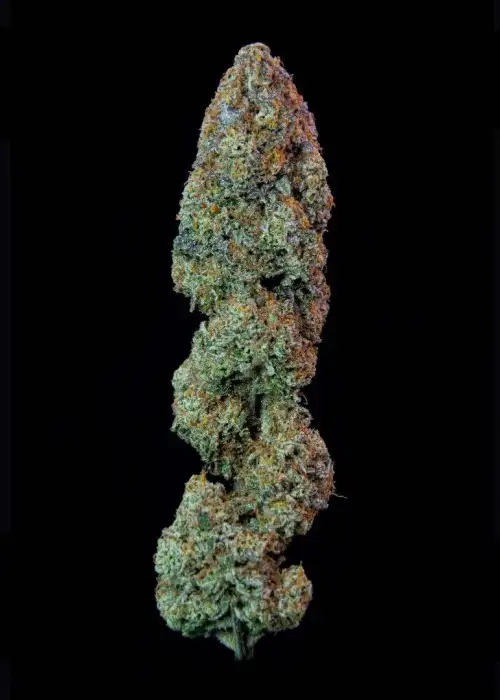 Rum Punch by Black Tuna Seeds, Photoperiod cannabis strain