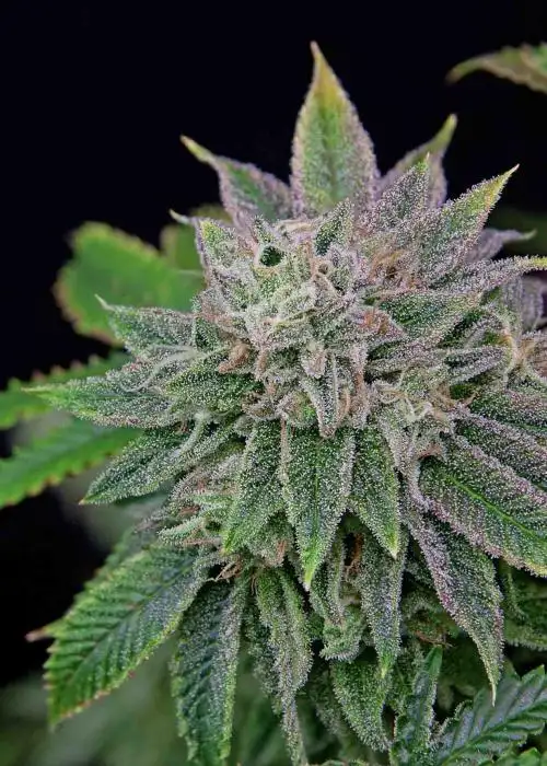 Runt-Zu by The Grateful Seeds, Photoperiod cannabis strain