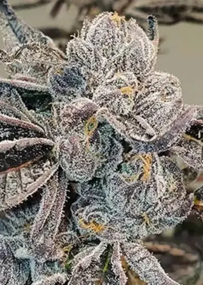 Runtz Autoflower by MSNL Seeds, Autoflower cannabis strain