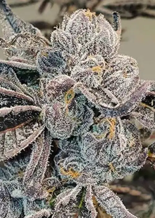 Runtz Autoflower by MSNL Seeds, Autoflower cannabis strain
