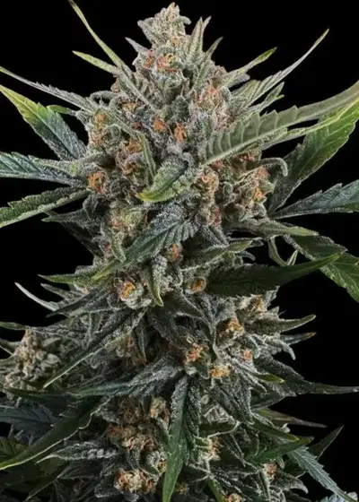 Runtz Muffin by Barney's Farm, Photoperiod cannabis strain