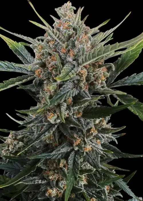 Runtz Muffin by Barney's Farm, Photoperiod cannabis strain