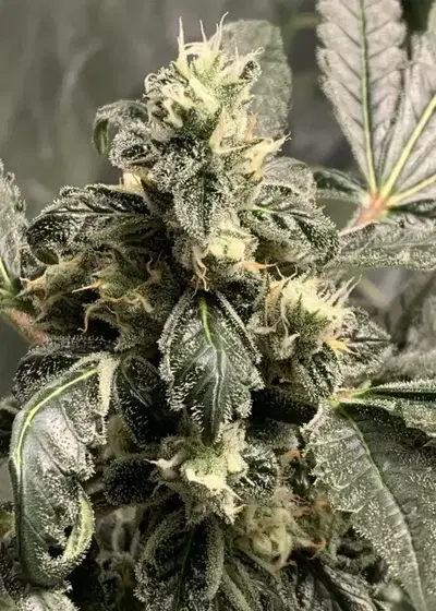 Runtz-O-Holic by CopyCat Genetics, Photoperiod cannabis strain