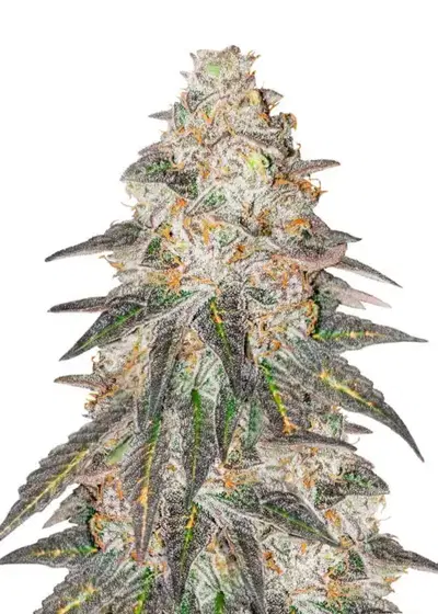 Runtz Punch cannabis strain