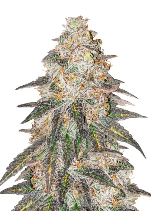 Runtz Punch by Herbies Seeds, Photoperiod cannabis strain