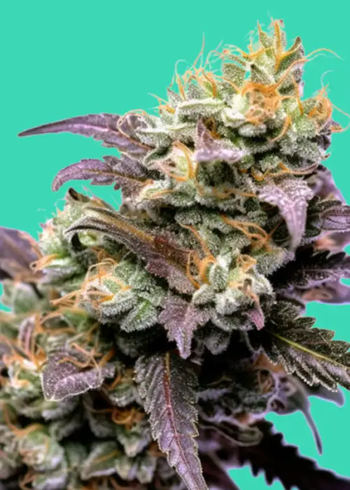 Runtz S1 by Nupeddler, Photoperiod cannabis strain