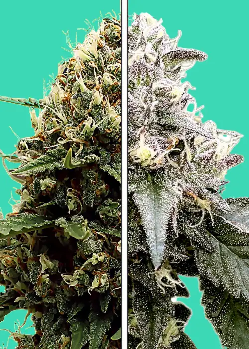 Runtz x Red Velvet by Nupeddler, Photoperiod cannabis strain