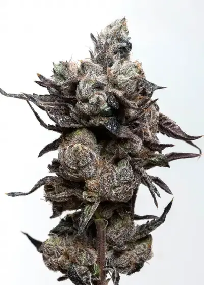 Runtz by Dutch-Headshop Seeds, Photoperiod cannabis strain