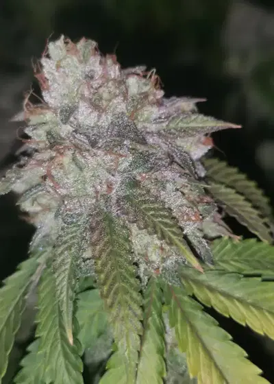 Runtzosa by Pheno Finder Seeds, Photoperiod cannabis strain