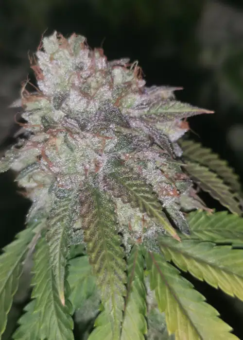 Runtzosa by Pheno Finder Seeds, Photoperiod cannabis strain