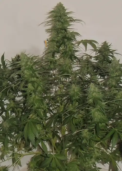 Russian Fuel by Flash Seeds, Autoflower cannabis strain