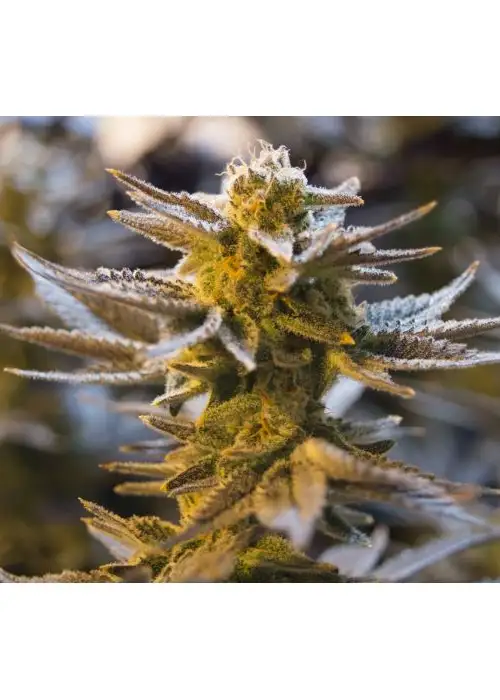 Sacitrus Haze by Seeds Mafia, Photoperiod cannabis strain