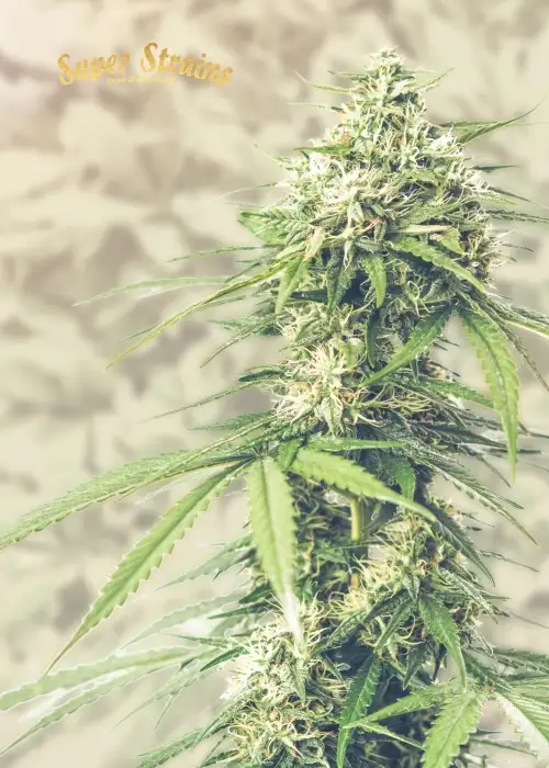Saga by Super Strains, Photoperiod cannabis strain