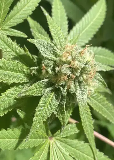Sagarrondo by Bask Triangle Farms, Photoperiod cannabis strain