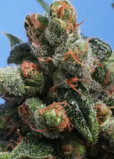 Sage n´Sour by Eurogrow, Photoperiod cannabis strain