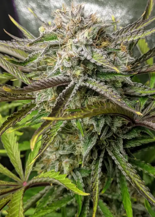 Sage Scout by Night Owl Seeds, Autoflower cannabis strain