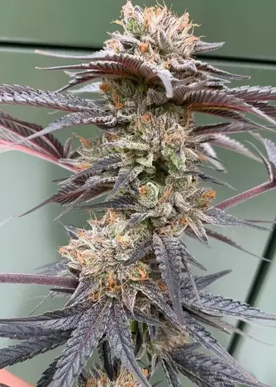 Salmon River OG by Dynasty Seeds, Photoperiod cannabis strain