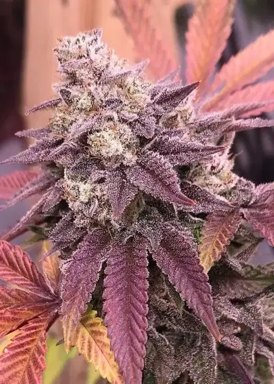 Samarian Sunset by Black Tuna Seeds, Photoperiod cannabis strain