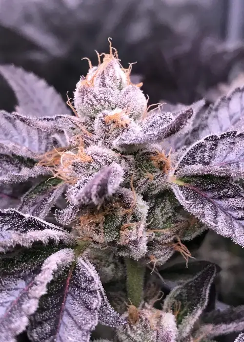 Samoa Kush by The Bank Genetics, Photoperiod cannabis strain