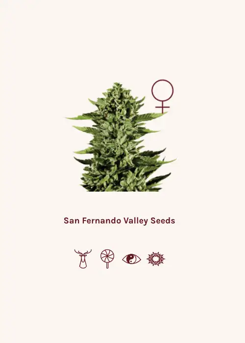 SAN FERNANDO VALLEY by Super Siberia, Photoperiod cannabis strain