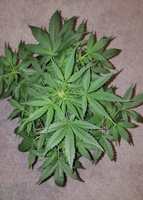 Sanatio cbd haze 1:1 Auto by Aztech, Autoflower cannabis strain