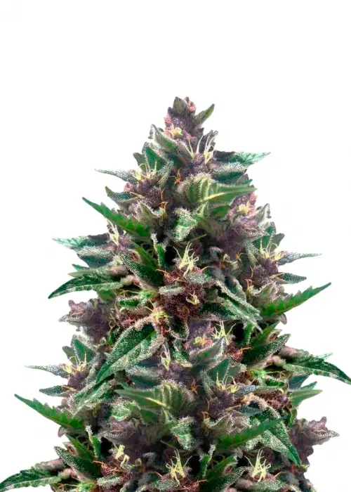 Sandstorm by Cannabiogen Seeds, Photoperiod cannabis strain