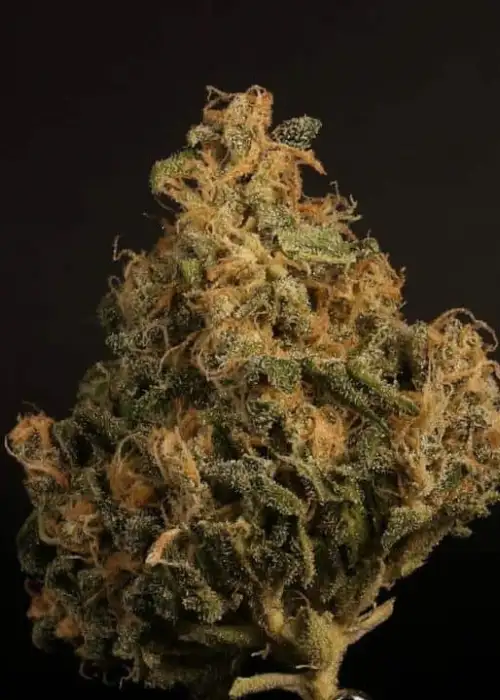 Sangria by Twenty20, Autoflower cannabis strain