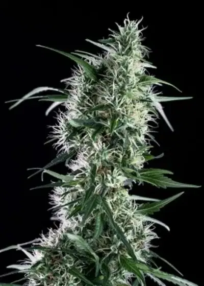 Santa Bilbo by Genehtik, Photoperiod cannabis strain