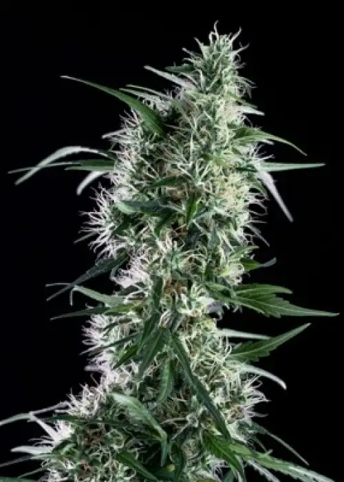 Santa Bilbo by Genehtik, Photoperiod cannabis strain