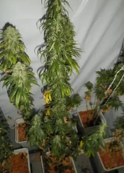 Santa Muerte by Blimburn Seeds, Photoperiod cannabis strain