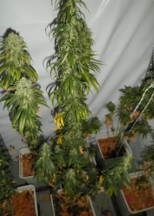Santa Muerte by Blimburn Seeds, Photoperiod cannabis strain