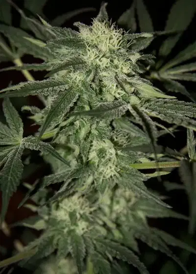 Santa cannabis strain