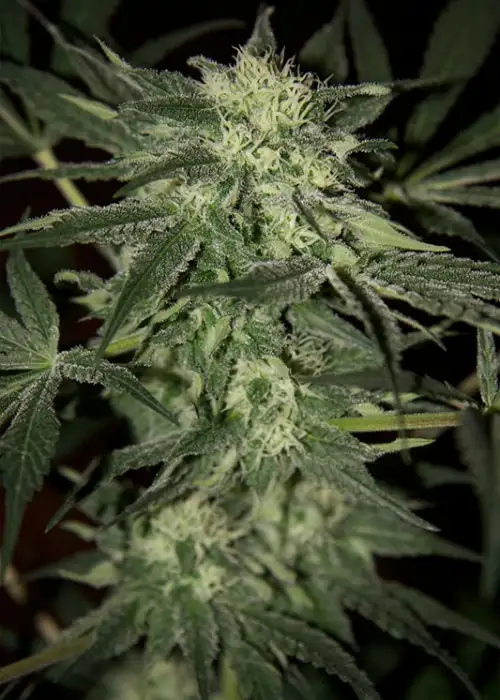 Santa by Flash Seeds, Autoflower cannabis strain