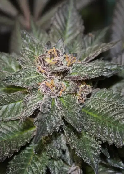 Sapphire Star by Jordan Of The Islands, Photoperiod cannabis strain