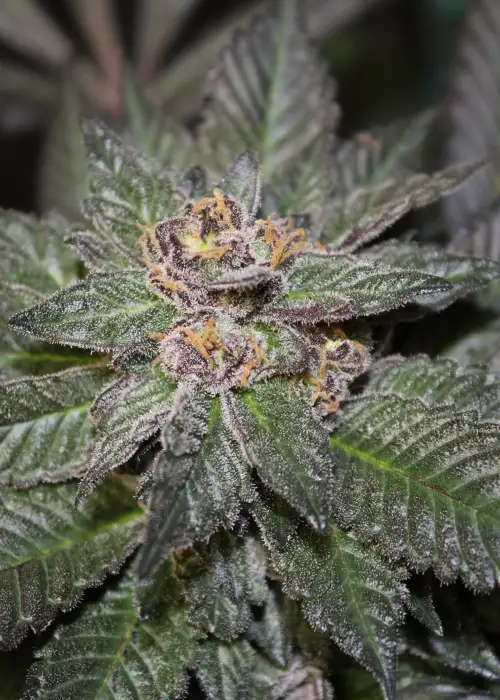 Sapphire Star by Jordan Of The Islands, Photoperiod cannabis strain