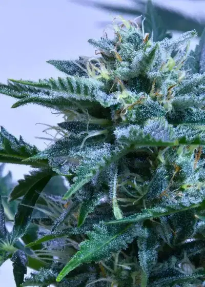 Sapphyre F2 by Speedrun Seeds, Autoflower cannabis strain